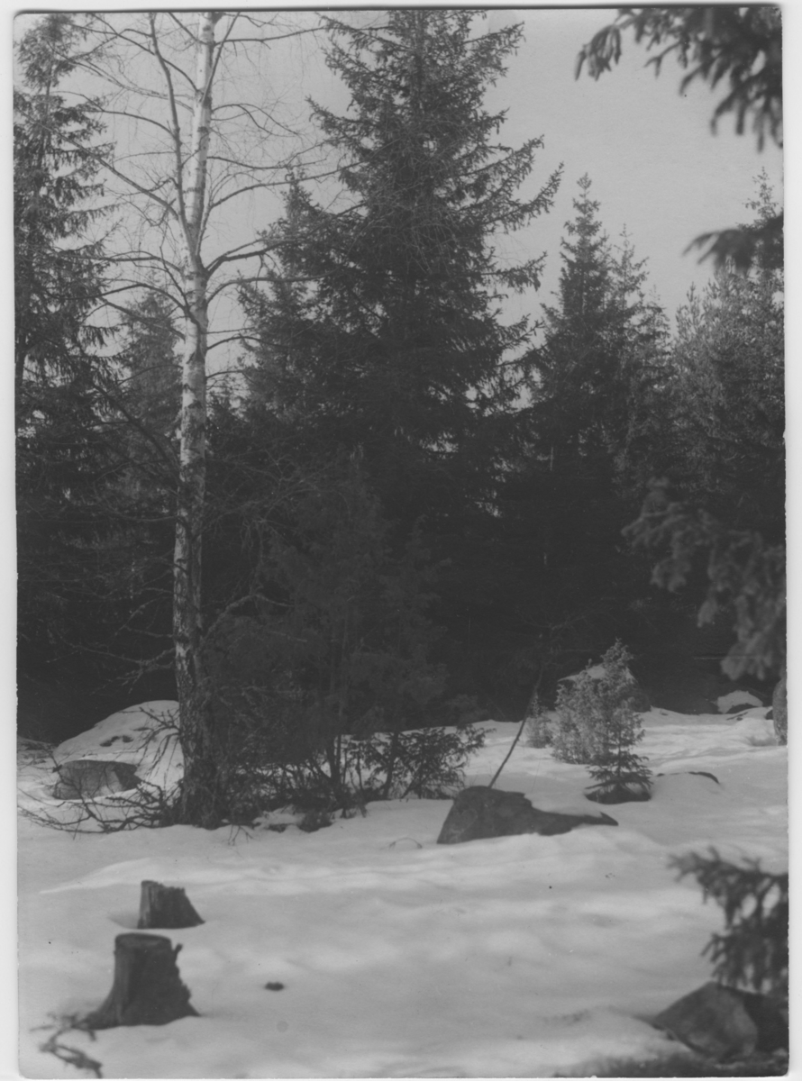 'Häckningsterräng för större korsnäbb. Granskog med björk i förgrunden. Vinterbild. Snöklädd mark. ::  :: Ingår i serie med fotonr. 3495-3511.'