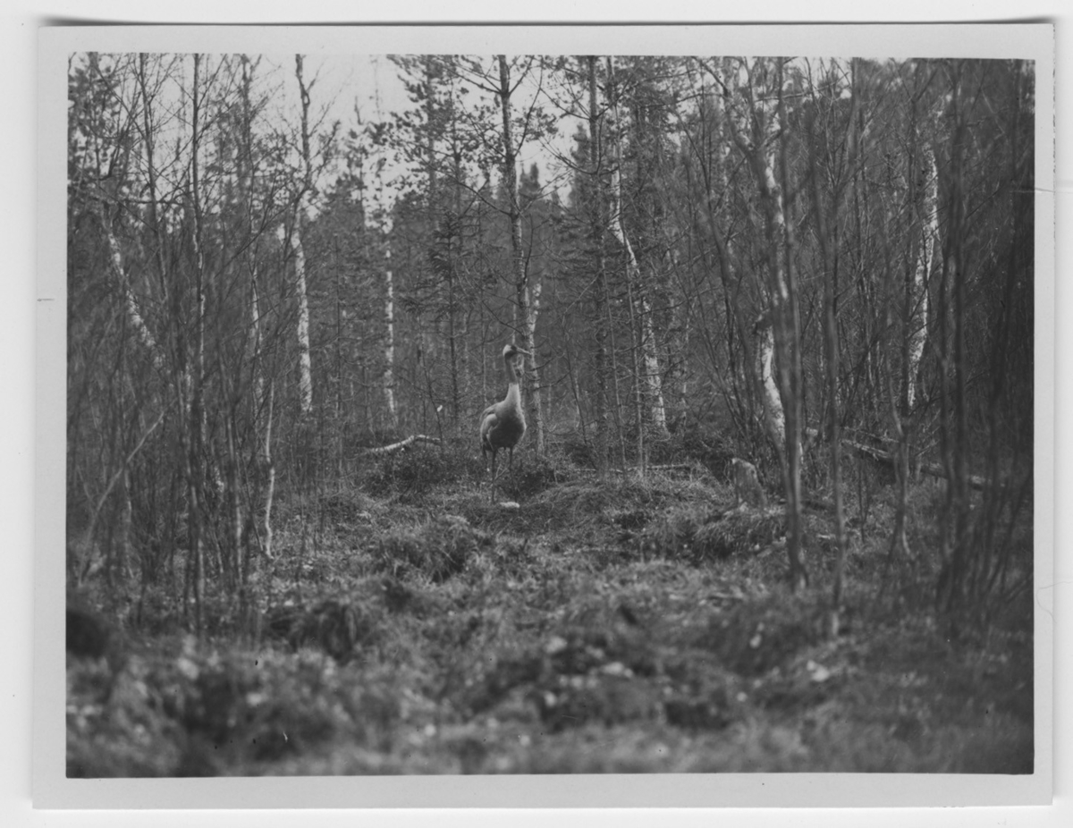 'Trana stående vid boet i skog. Trädvegetation av björk, gran, tall ::  :: Ingår i seie med fotonr. 4167-4175.'