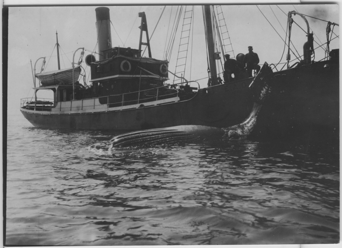 'Knölval, liggande död i vattnet vid båt (med bokstäverna E. A. O. på sidan). Ombord på båten 2 personer, livbåt. ::  :: Ingår i serie med fotonr. 4284:1-3.'