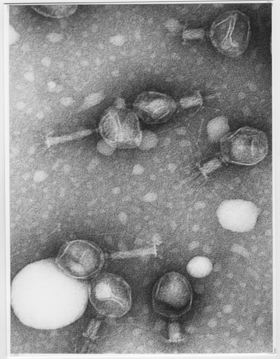 'Foton av bakteriofager i 300.000 x förstoring. Nr 9199 Gotte L. ::  :: Se även fotonr. 4969:2.'