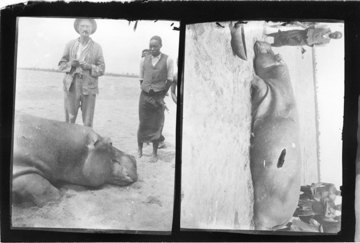 'Diverse fotografier från bl.a. dåvarande Nordrhodesia, nu Zambia, tagna av Konsul Magnus Leijer. ::  :: 2 bilder på en kopia: en fälld flodhäst på en strand, fotograferad från nära håll och lite längre ifrån, med människor ståendes omkring kroppen.'