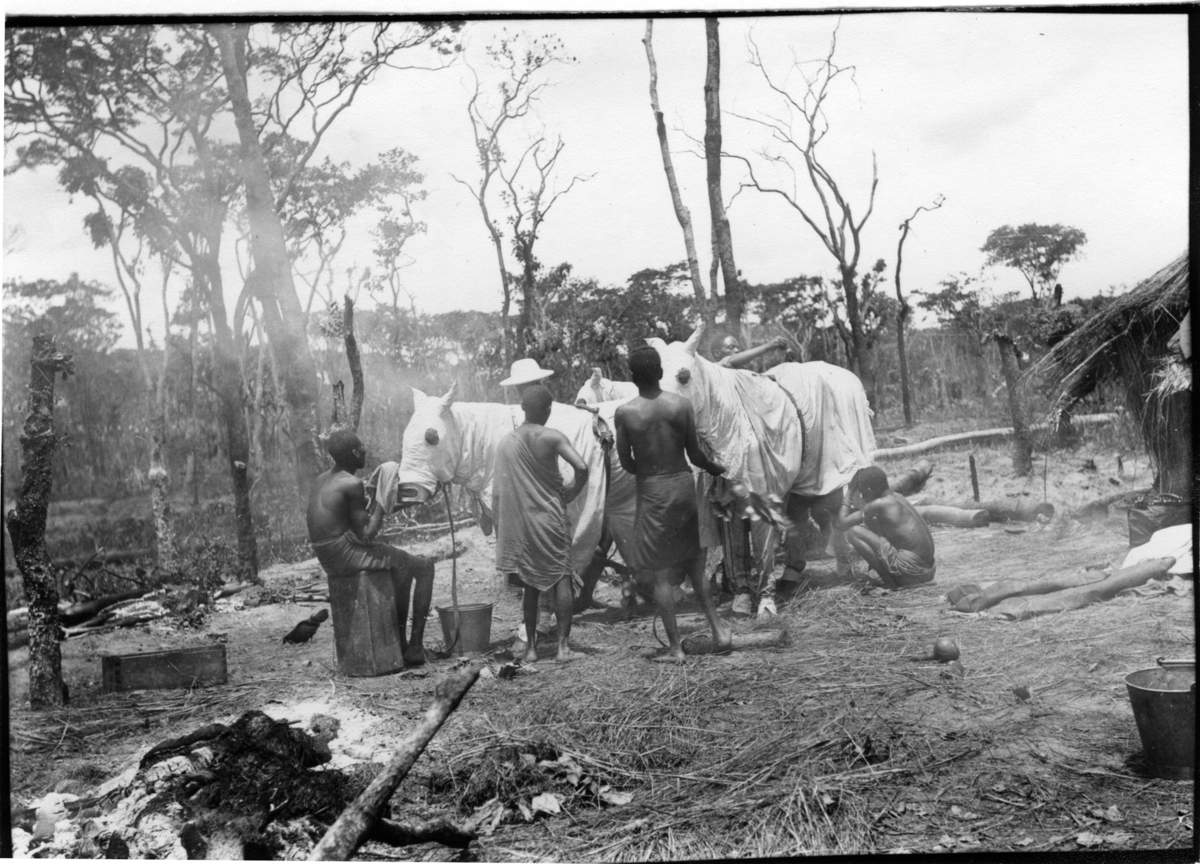 'Diverse fotografier från bl.a. dåvarande Nordrhodesia, nu Zambia, tagna av Konsul Magnus Leijer. ::  :: 6 personer arbetar med att täcka 2 hästar för att skydda dem mot tsetseflugor. En gammal eld, samt en byggnad är också synlig i bilden.'