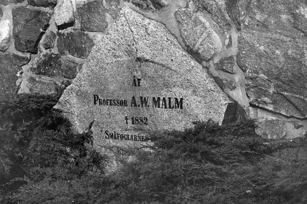 'Göteborgs Naturhistoriska museum oktober 1978: :: Stenblock i stensockeln med inskription - Åt Professor A.W. Malm, död 1882 ''Småfoglernas'' finns på södra sidan av Göteborgs Naturhistoriska Museum, nere i sydöstra hörnet av stensockeln. ::  :: Hela inskriptionen lyder - Åt Professor A.W. Malm, död 1882 ''Småfoglernas vänner'' :: A.W. Malm (levde 1821-1882)startade  första djurskyddsföreningen 1869 och kallade den ''småfåglarnas vänner'' ::  :: Ingår i serie med fotonr. 5527:69-216.'