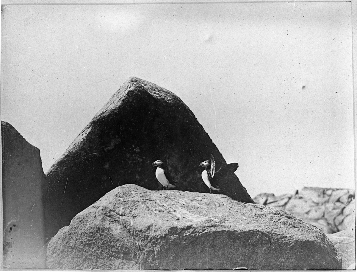'2 lunnefåglar sittande på stenblock, på avstånd nedanför ett klippblock. ::  :: Se även fotonr. 5619:2.'