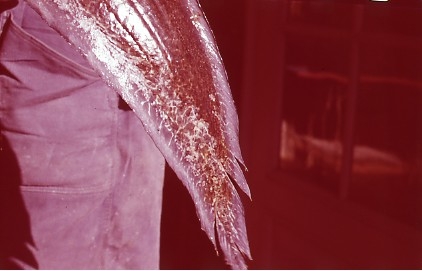 'Bilder en död lungfisk från akvariet. Avgjuten och placerad i basutställningen på Göteborgs Naturhistoriska museum, 1960. Avgjutningen gjord av Björn Wennerberg. ::  :: En person håller i fisken, stjärtfenan synlig.'