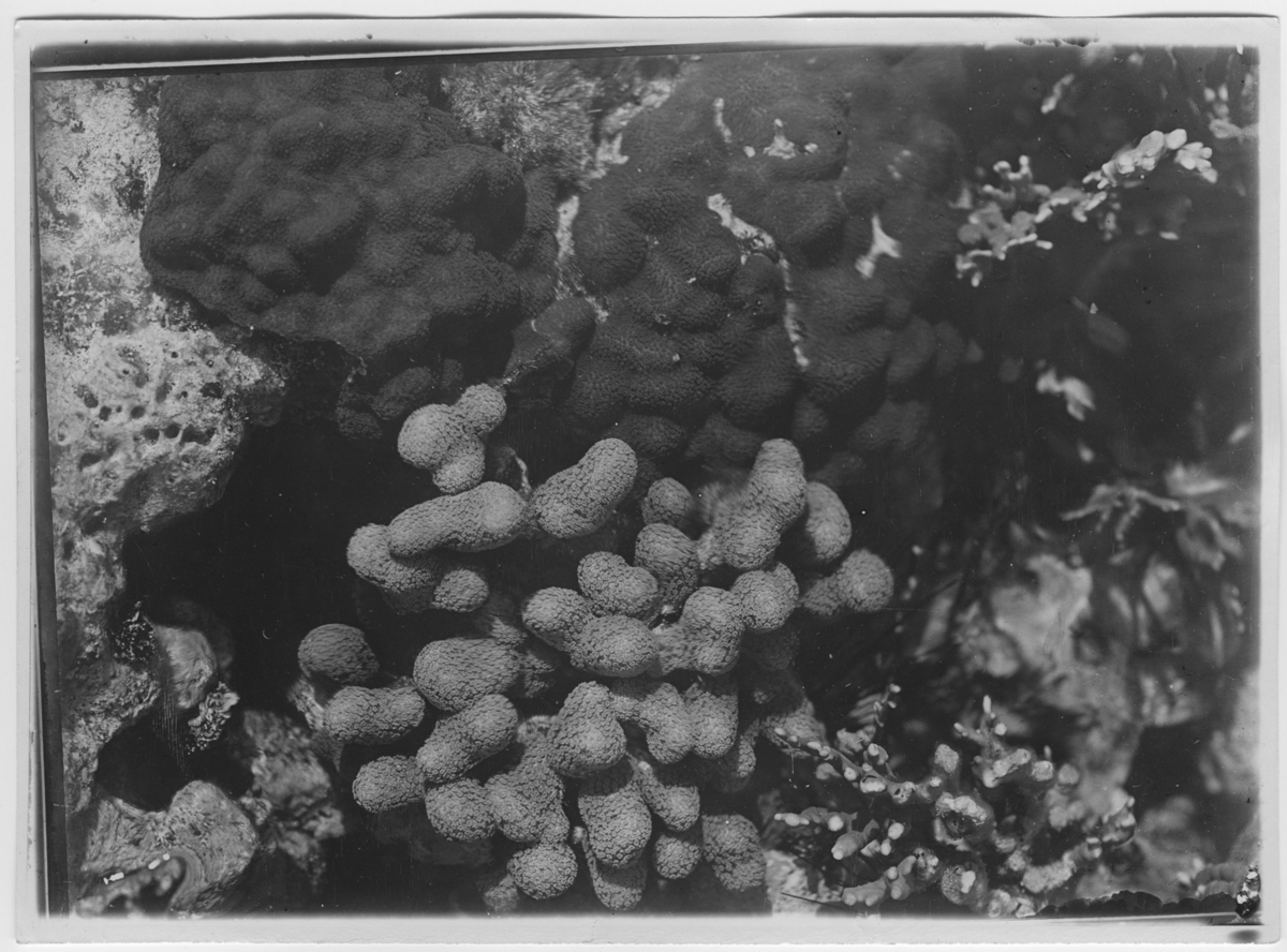 'Närbild på korall. ::  :: Ingår i serie med fotonr. 5681:1-8.'