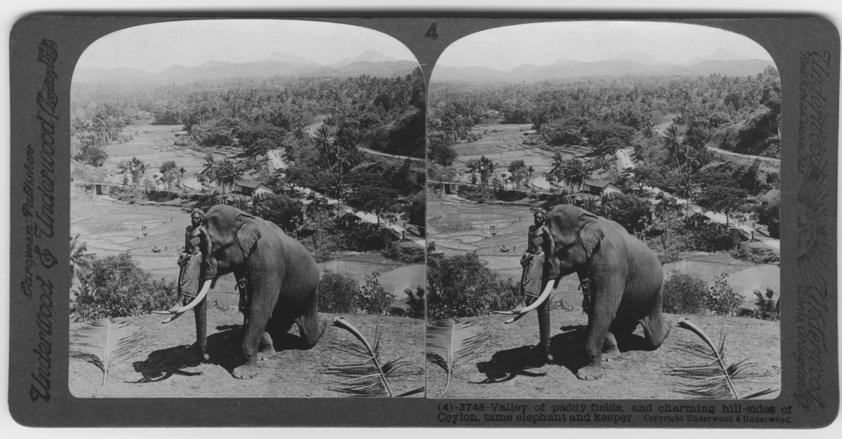 'Tam elefant med en manlig skötare som står på betarna. Vy ut över fält, åkrar. ::  :: Bildbeskrivning på baksidan: ''Valleys and Hills of Ceylon, withTame elephant and Keeper.'' ::  :: Se fotonr. 683-685.'