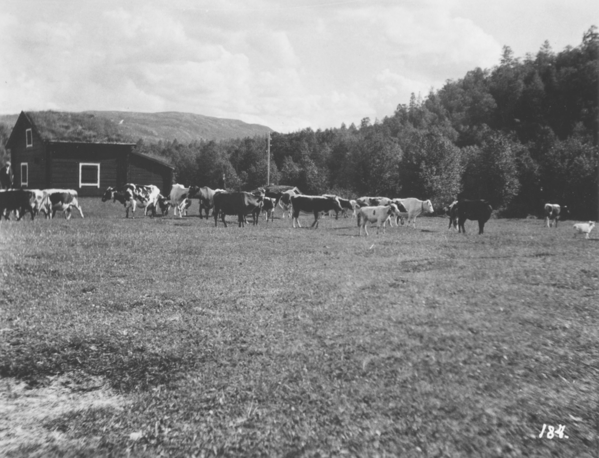 Jordbrukskomiteen på Stortinget foretok en reise til Finnmark i 1935. Kleppe var med, og ga bildene sine fra denne turen til fylkesmann Gabrielsen etter krigen. Her på dette bildet har Kleppe fotografert kyr beitende på et jorde ved Vina, Alta. Et hus med gressbevokst torvtak i bakgrunnen.