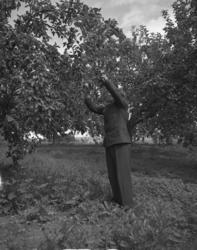 Vardens arkiv. "Fruktdyrking i Sauherad og Næs" 03.08.1953
