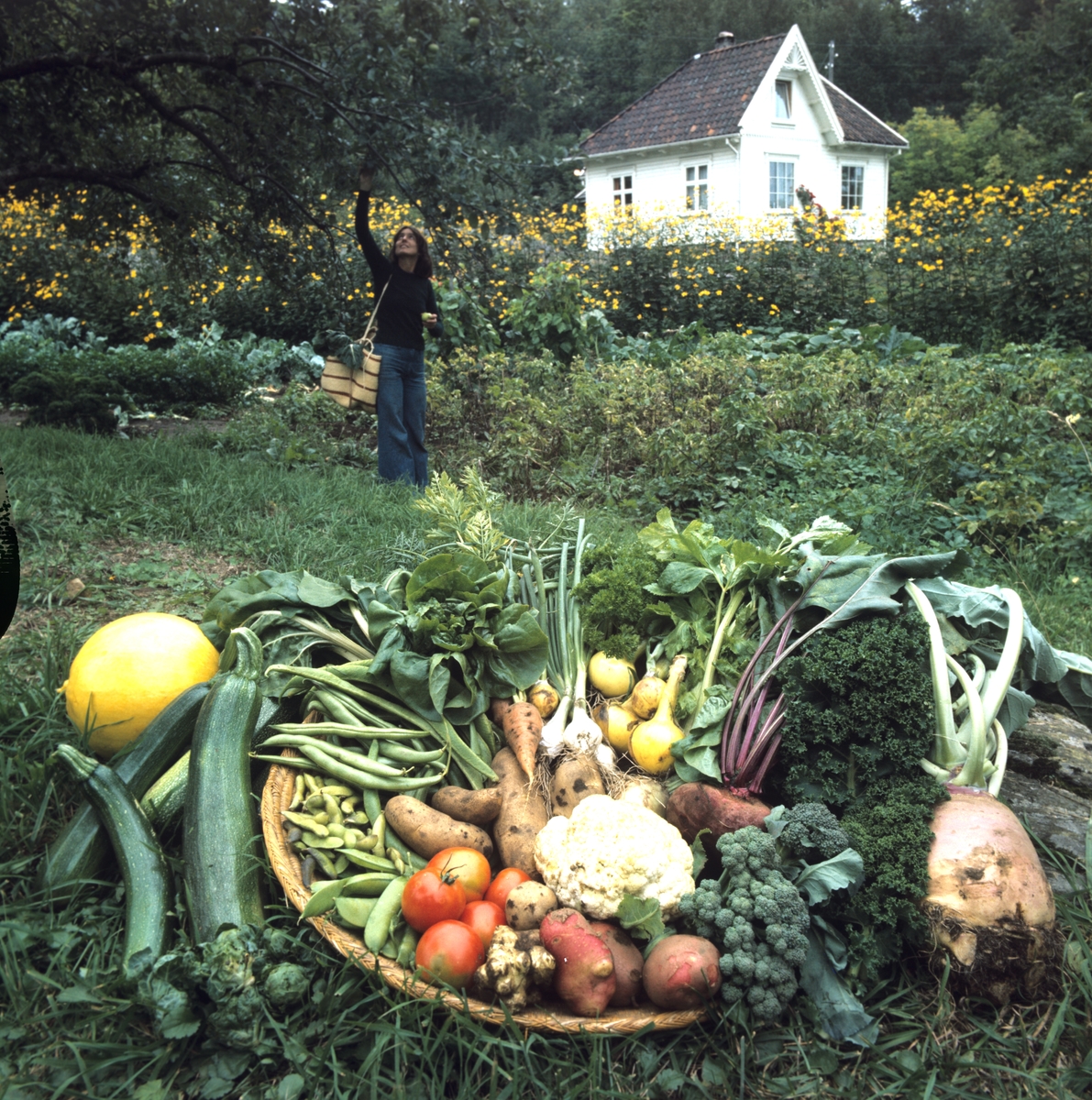 Utvalgte grønnsaker fra eget småbruk eller kjøkkenhage. Illustrasjonsbilde fra Nye Bonytt 1978.