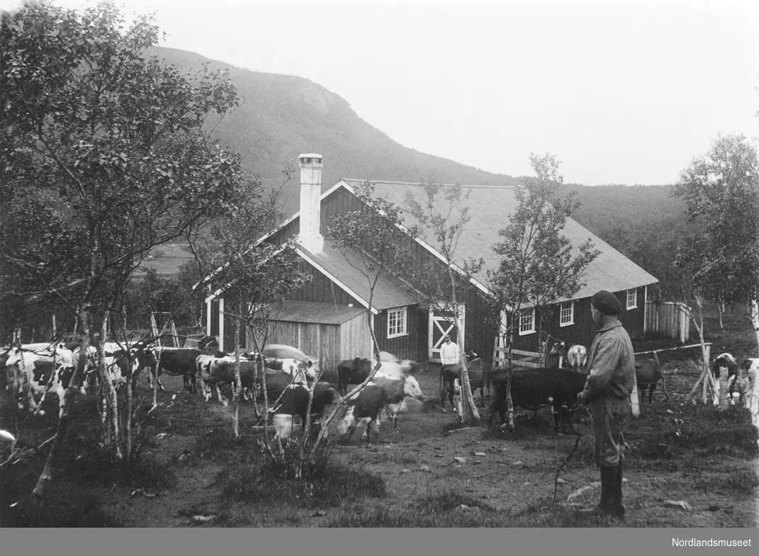 Sommerfjøset til Rønvik Asyl ved Vågøyvannet. Kyr samles inn for melking. Fjøsmester Anton Kristiansen i forgrunnen. 