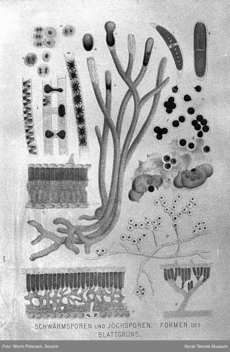 Mikroskopbilde relatert til planter og klorofyll