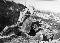 Dr. Johan Kjær: Elefanter og mammutter