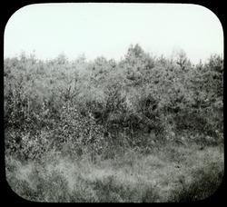 Skovsagen, Heibergs foredrag: Gran og Furu, plantet 1895, fo