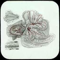 Skjematisk tegning av hestens blodårer