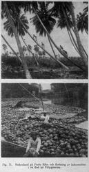 Kokoslund og fløting av kokosnøtter på en elv i Filippinene