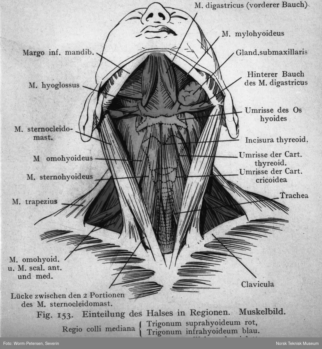 Anatomisk illustrasjon, halsregionen. - Norsk Teknisk Museum ...