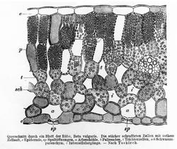 Plantens ernæring o.a. botan.