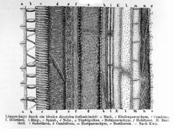 Plantens ernæring o.a. botan.