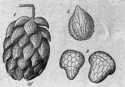 Handelsgymnasiet okt 1904 Botanik