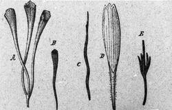 Handelsgymnasiet okt 1904 Botanik