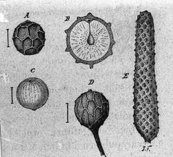 Handelsgymnasiet okt 1904 Botanik