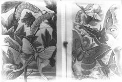 Sommerfugler, forskjellige stadier