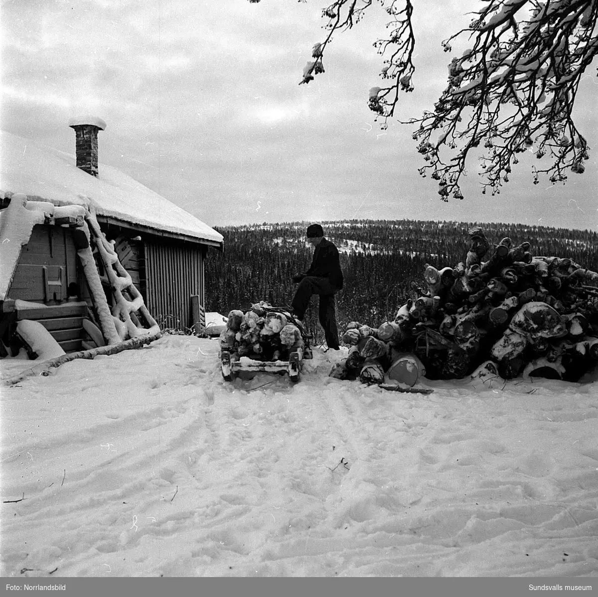 Reportagebilder från den oskiftade byn Brödlösa i Kovland. En av hemmansägarna i den lilla byn är Ferdinand Byström som har fullt upp med timmerkörning, snöskottning och utfodring av djuren. På den första bilden är det Karin Johansson som visar upp en slaktad tupp och om den bilden står att läsa i Dagbladet 10 januari 1951: "Jättetuppen av helig indisk ras blir som en julskinka i grytan, påstår Karin Johansson. Dödsdomen över tuppen avkunnades och verkställdes av mamma Jenny, sedan hon ertappat honom på bar gärning med att trampa ihjäl en höna. Död åt tyranniska karlar av vad kulör de vara månde."