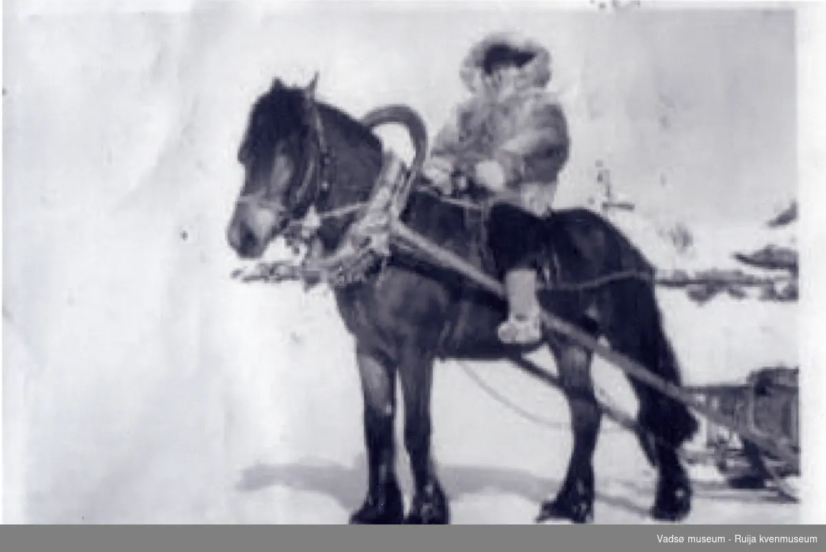 Dame kledd i pesk og russekatanker på en av Arnulf Bauna sine hester. Kan være Sigrun Ingilæ som kjørte for Kraftlaget på Vidda. Bildet er tatt i Komagvær på midten av 1950-tallet.