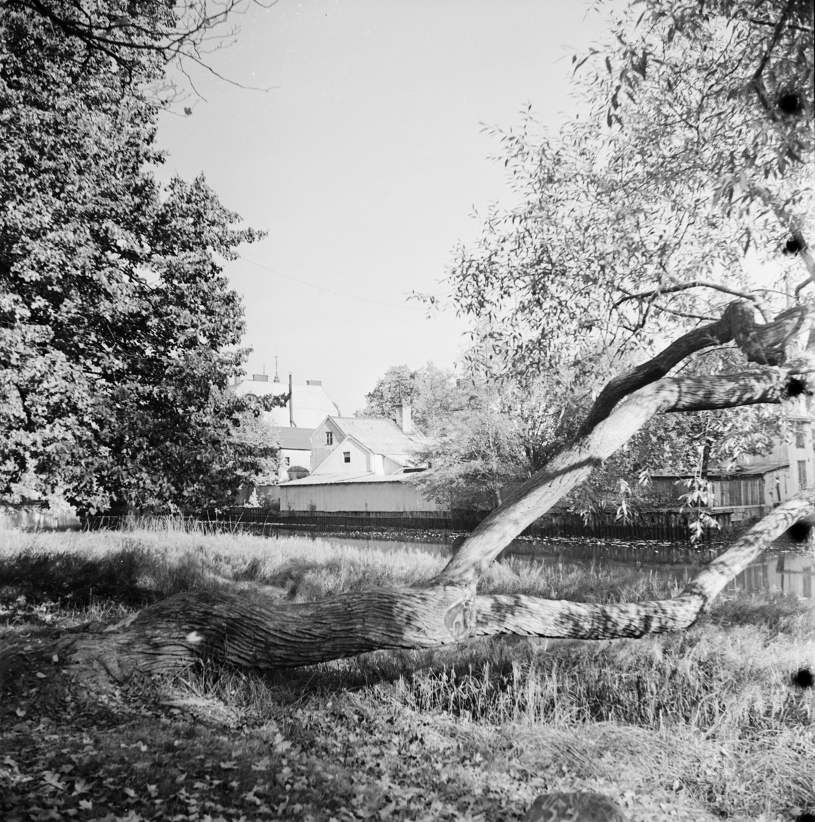 Träd vid Fyrisån med kvarteret Lindormen i bakgrunden, Uppsala