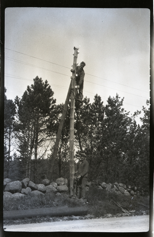 Utskifting av stolpar i skogen på føresommaren 1934. Lars Hauge i stolpen.