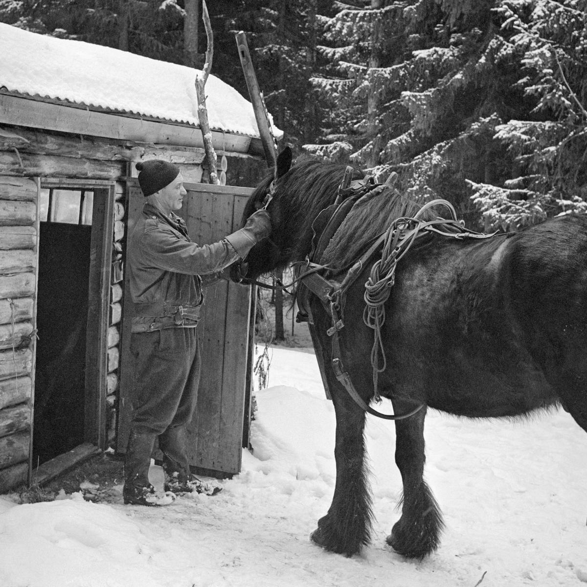 Tømmerkjøring, Svartholtet, Elverum, Hedmark. Tømmerkjører Johan Rasch (1916-2009) med dølahesten sin foran døra til stallen ved Smaltjernskoia i Svartholtet i Elverum. (Foto/Photo)