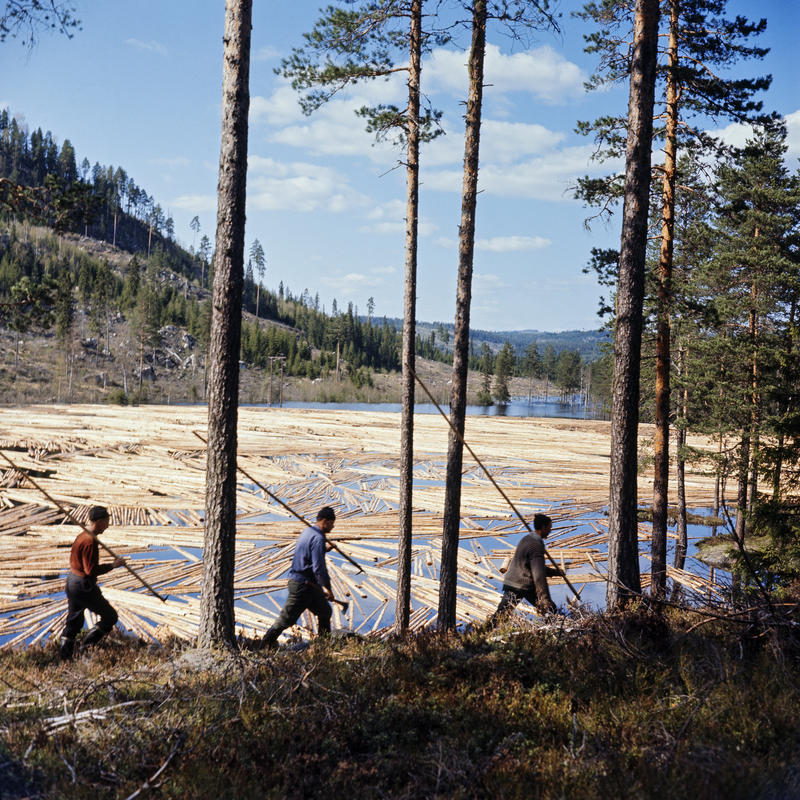 Bildet viser tre tømmerfløtere som går på en sti langs en sjø. I sjøen er det tusenvis av tømmerstokker som skal fløtes videre nedover elven.