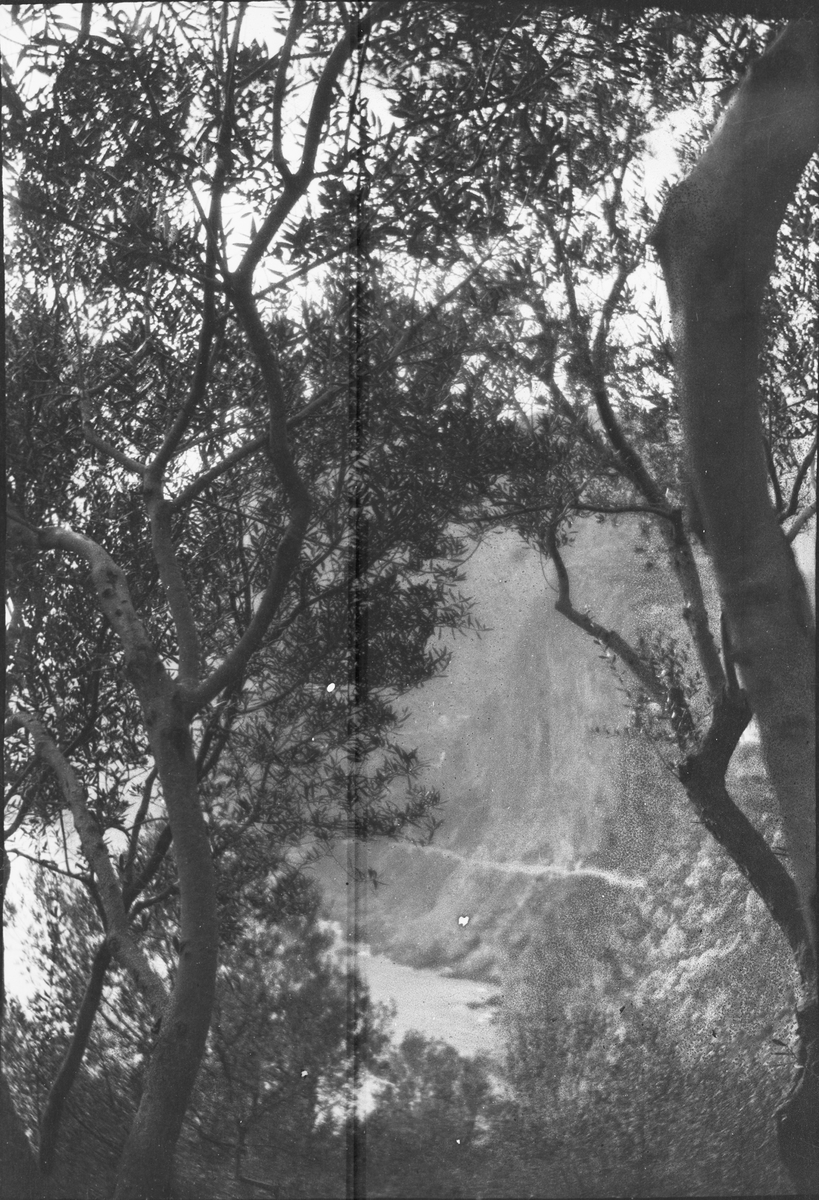 Drottning Victorias bilder. Träd Troligen Capri.