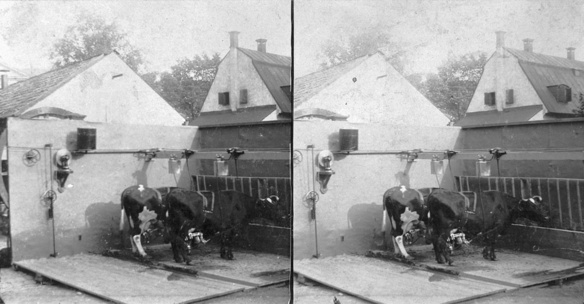 Stereobild. Gustav de Lavals experiment med mjölkningsmaskiner vid Pilgatan på Kungsholmen, nära de Lavals experimentverkstäder.
