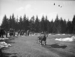 Hingsteutstilling. Hingsten Skutil. Ikke skannet.