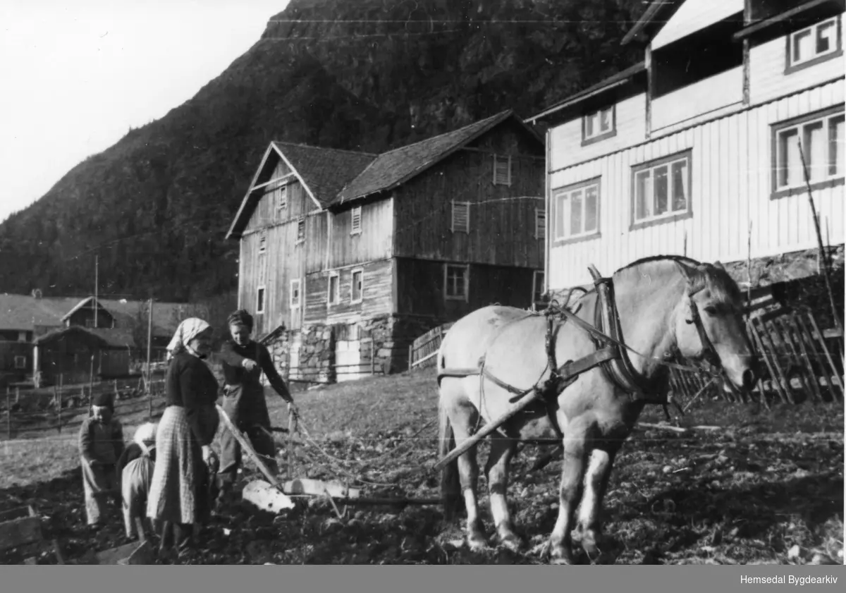 På garden Jordheim, Nilsongarden,65.3, i Hemsedal i 1954.
Frå venstre: Oddvar, fødd 1948; Gunhild (bak), fødd 1950; Birgit K., fødd Torset 1925; Gunhild S. Jordheim, fødd 1891.
Potetopptaking