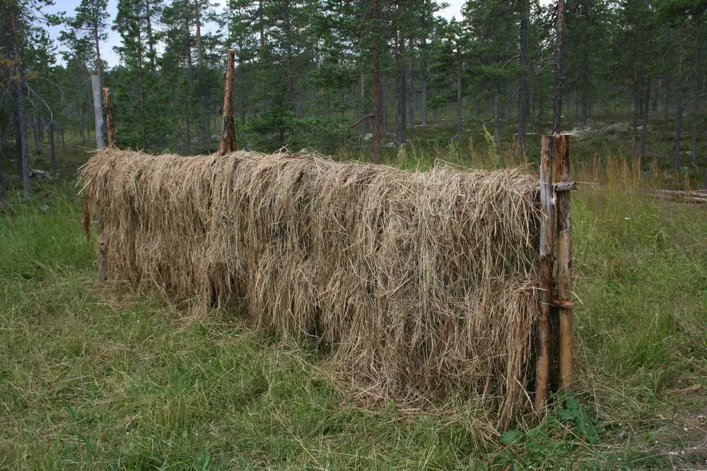 Høy henger på hesjer.