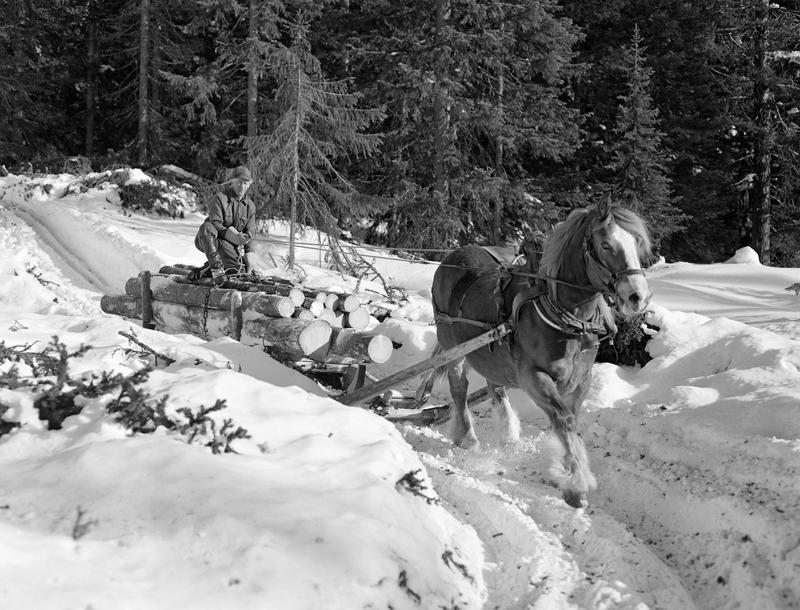 Man driving a load of timber with a horse. Much snow