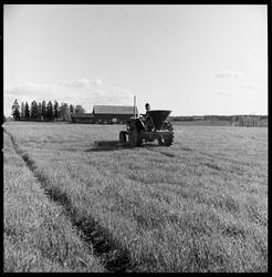 Driftsbilde fra landbruk. Overgjødsling, Kråkstad.