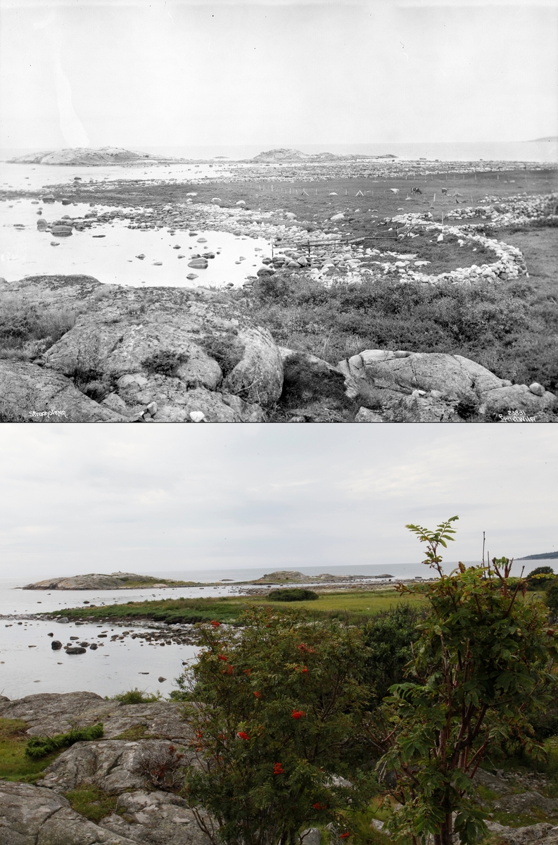 Refotografering. Kystlandskap på øya Stråholmen, Kragerø. Fotografert 1923 og 2015.
