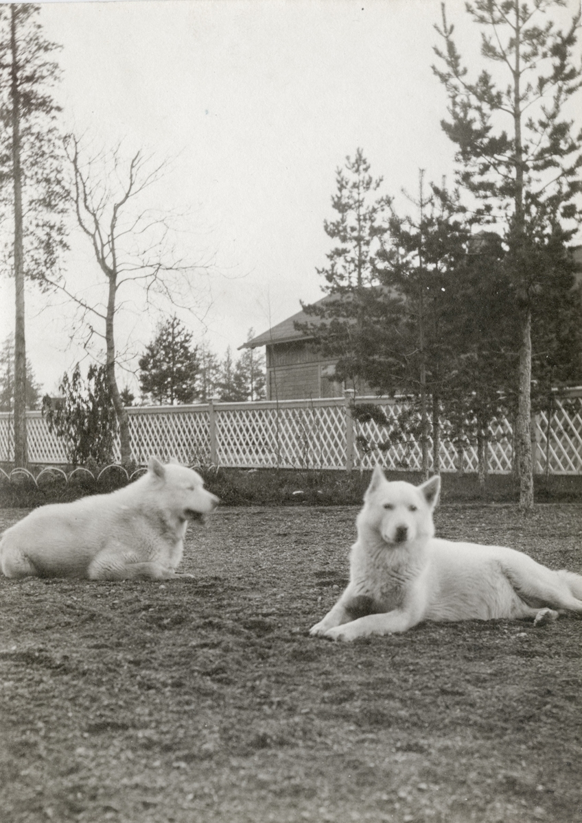 Albert Petersson sine hundar ved disponentvillaen i Alby.