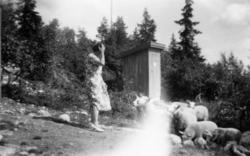 Fotosamling etter Hans Tveito. "Kvinne og sauer. Bak sauene 