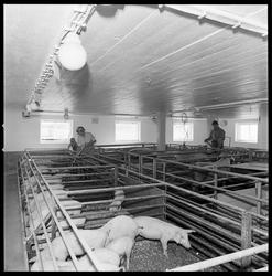 Gravdal gård. Grisehuset, avlsavdeling.