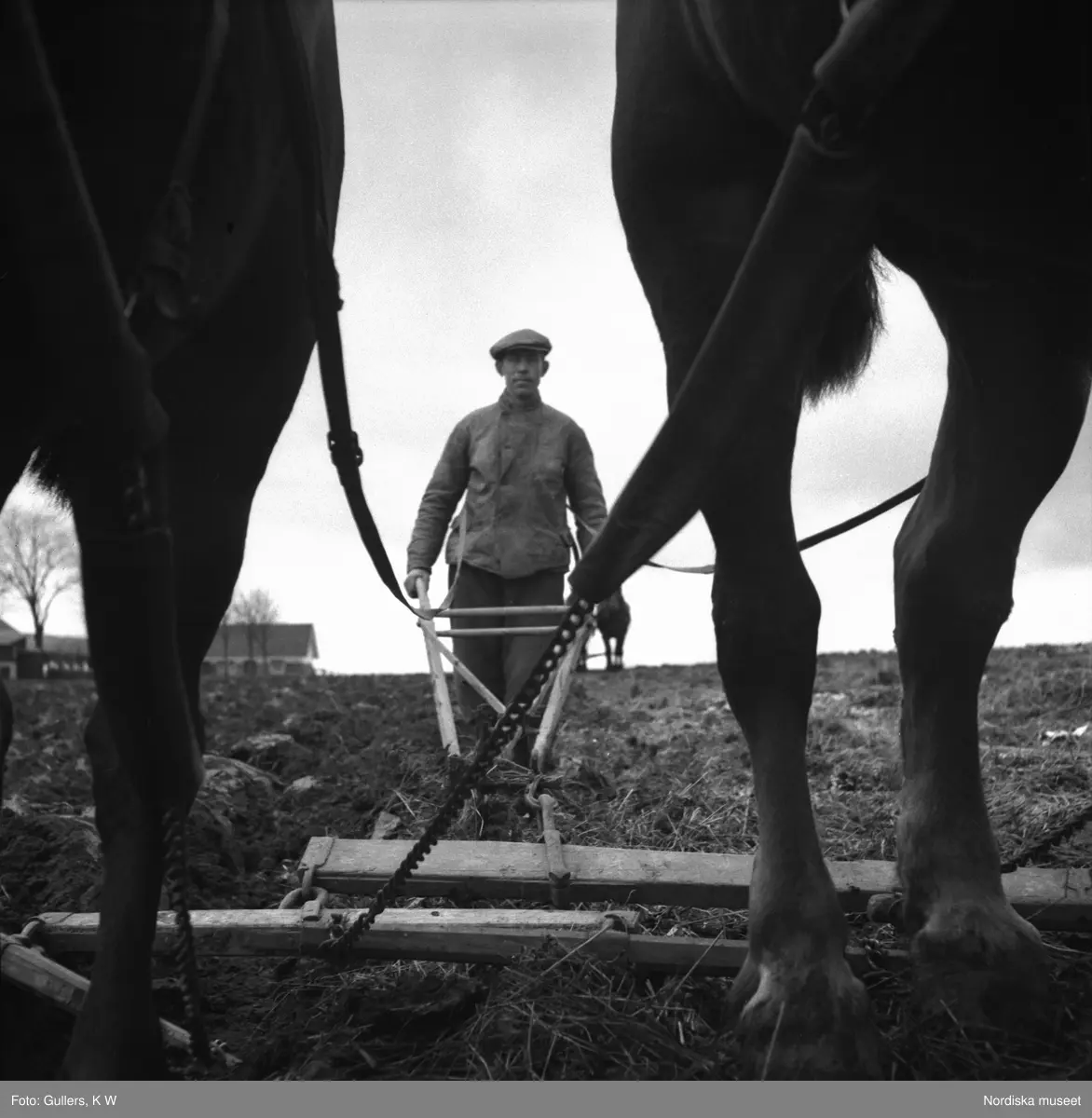 Bonde som plöjer med två hästar