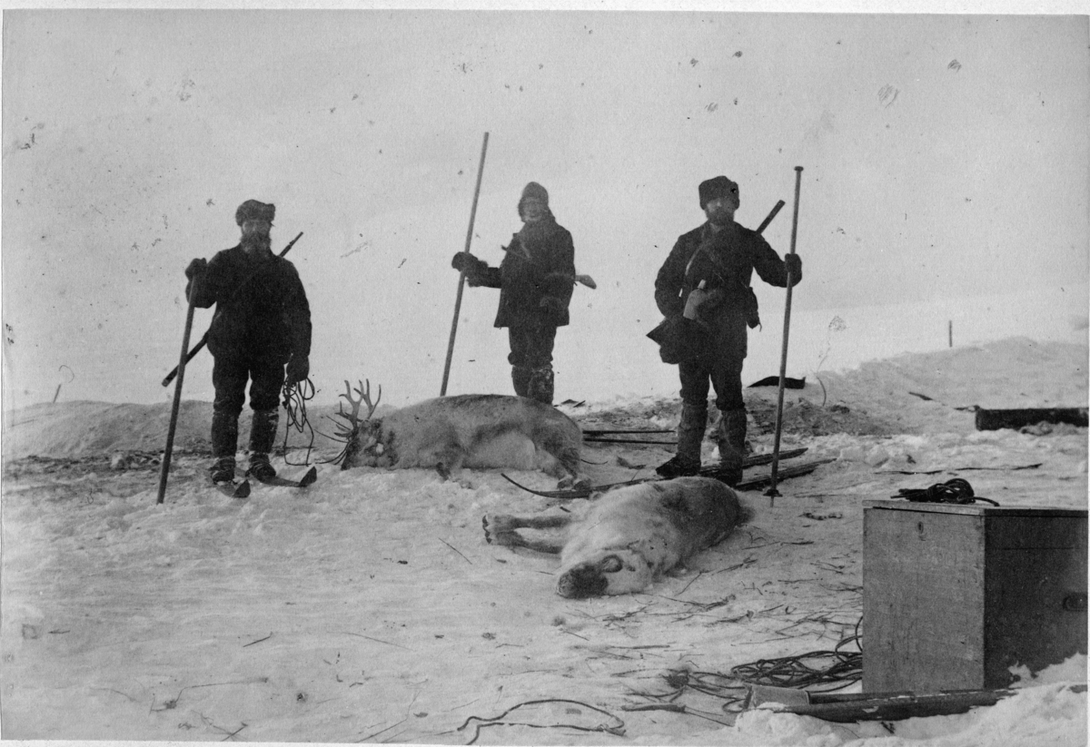 Kulseth, Johnsen och Stjernspetz med skjutna renar i april 1883. I samband med den svenska fysikalisk-meterorologiska Spetsbergsexpeditionen 1882-1883.