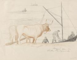 Oksespann og fiskebåter, Nazaré [Tegning]