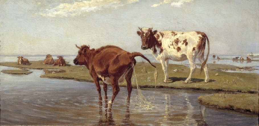 Kor på Saltholm