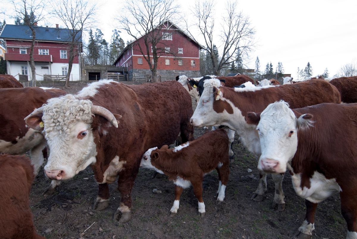 Flokk med kyr på jorde ved gårdsbruk