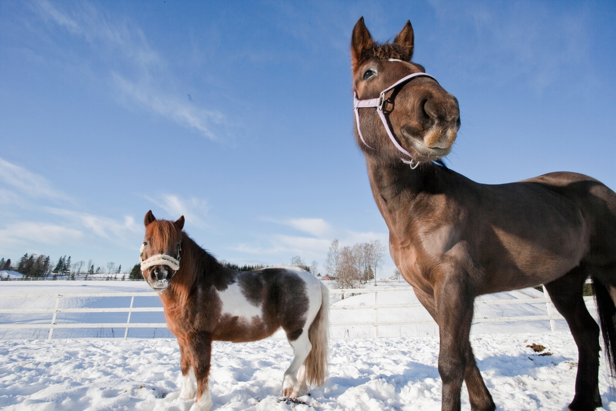 To hester i snøen